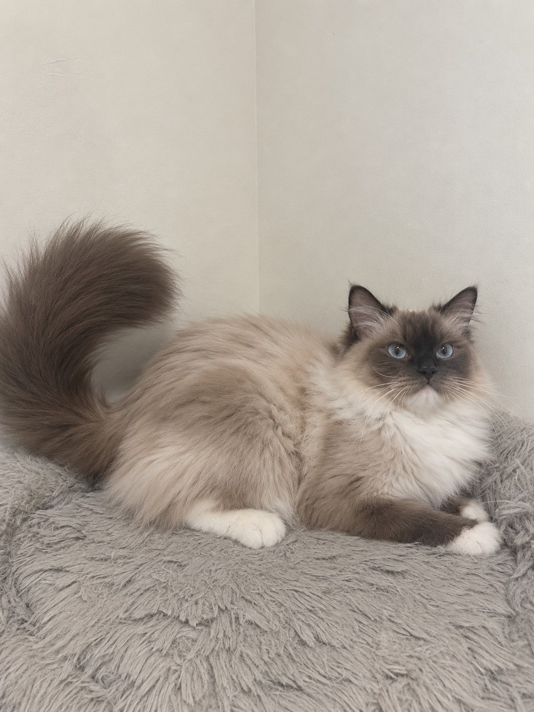 Willow